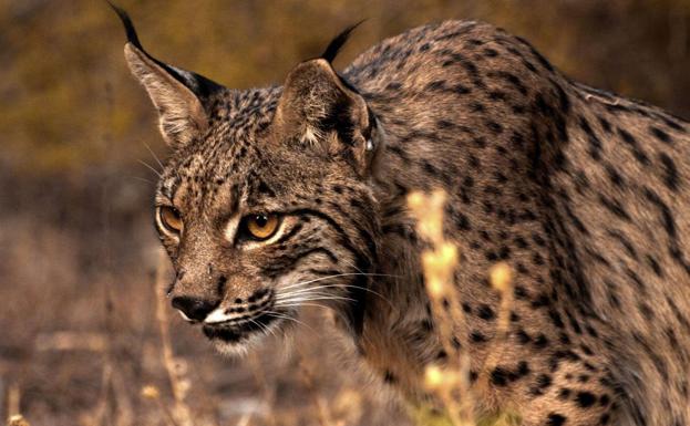 Los cazadores murcianos se vuelcan en la conservación del lince ibérico