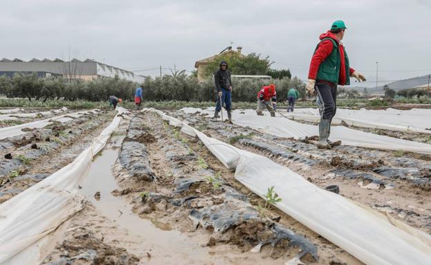 Damage to crops in Lorca due to heavy rains in a file image.
