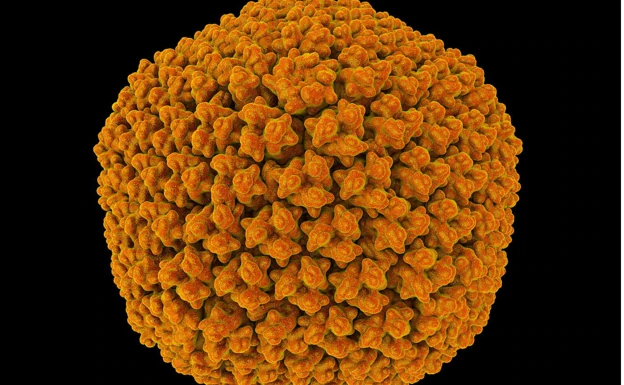 Laboratory image of an adenovirus, possible cause of hepatitis of unknown origin.