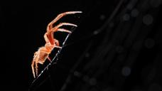 Fauna y bosque en Paosito