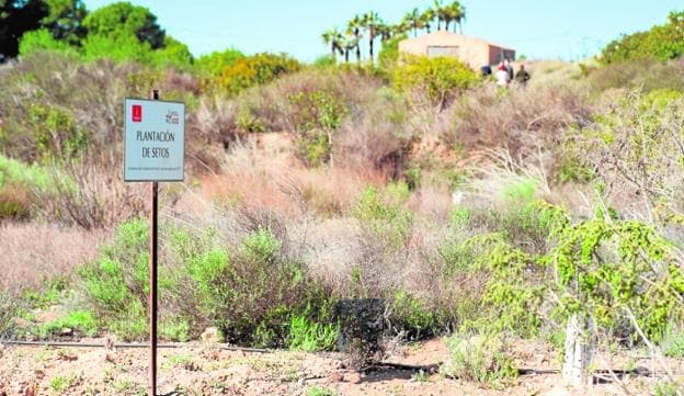 Acude has been commissioned by the City Council to recover the fauna and flora of abandoned agricultural land in La Tercia. 