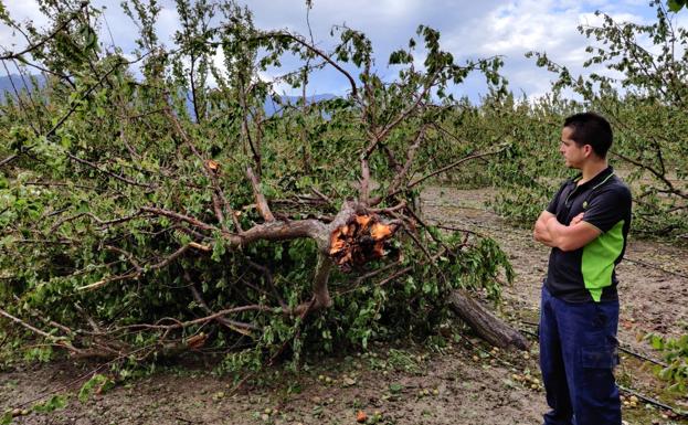 Un tornado arrasa decenas de pinos y almendros en Mula