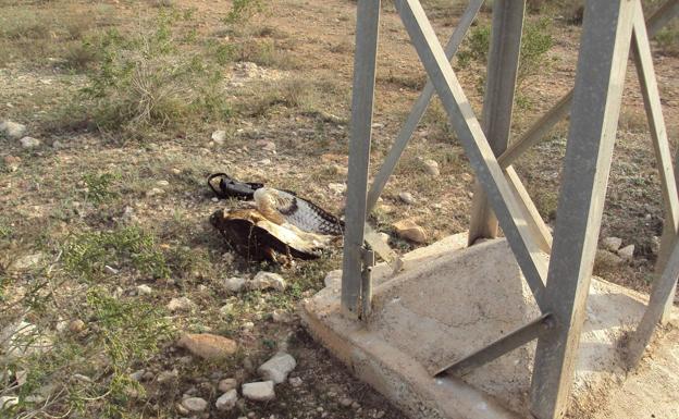 Medio Ambiente amplía las zonas de protección en la Región para frenar la electrocución de aves