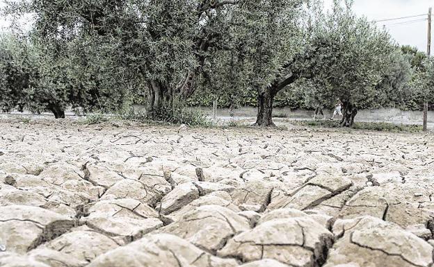 La salinización amenaza las tierras agrícolas de la Región de Murcia