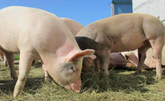 Un estudio de la UMU genera embriones porcinos editados genéticamente para hallar nuevas terapias en humanos