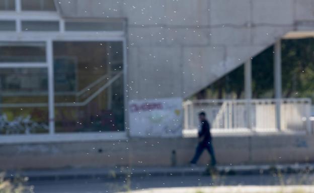 Los vecinos de Cartagena piden un plan inmediato contra los mosquitos