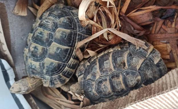 Trasladan a El Valle dos ejemplares de tortuga mora aparecidos en Murcia