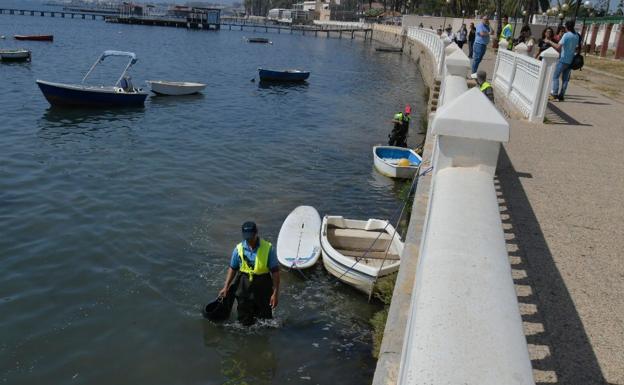 Agentes medioambientales recogen decenas de peces muertos del Mar Menor en Santiago de la Ribera