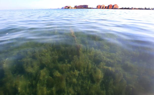 Greenpeace se personará contra las diez empresas «más relevantes» acusadas de realizar vertidos al Mar Menor