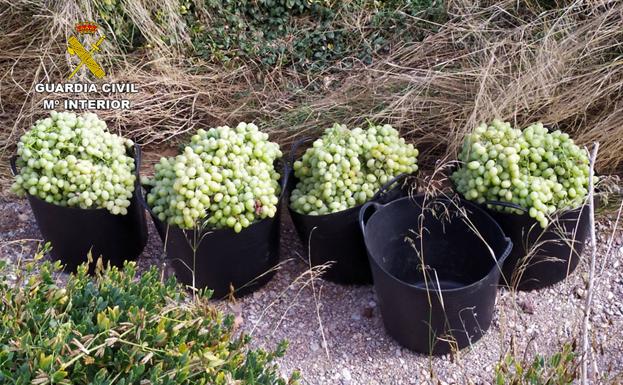 Recuperan más de dos toneladas de uva robada en el Valle del Guadalentín