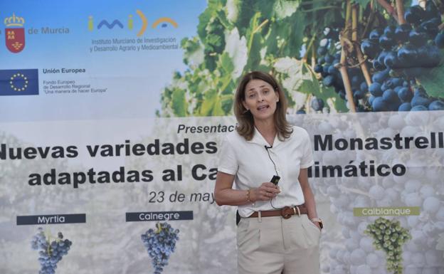 La Comunidad presenta cuatro nuevas variedades de uva Monastrell adaptadas a los efectos del cambio climático