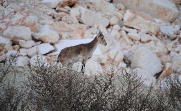 La vida se abre paso también en las canteras