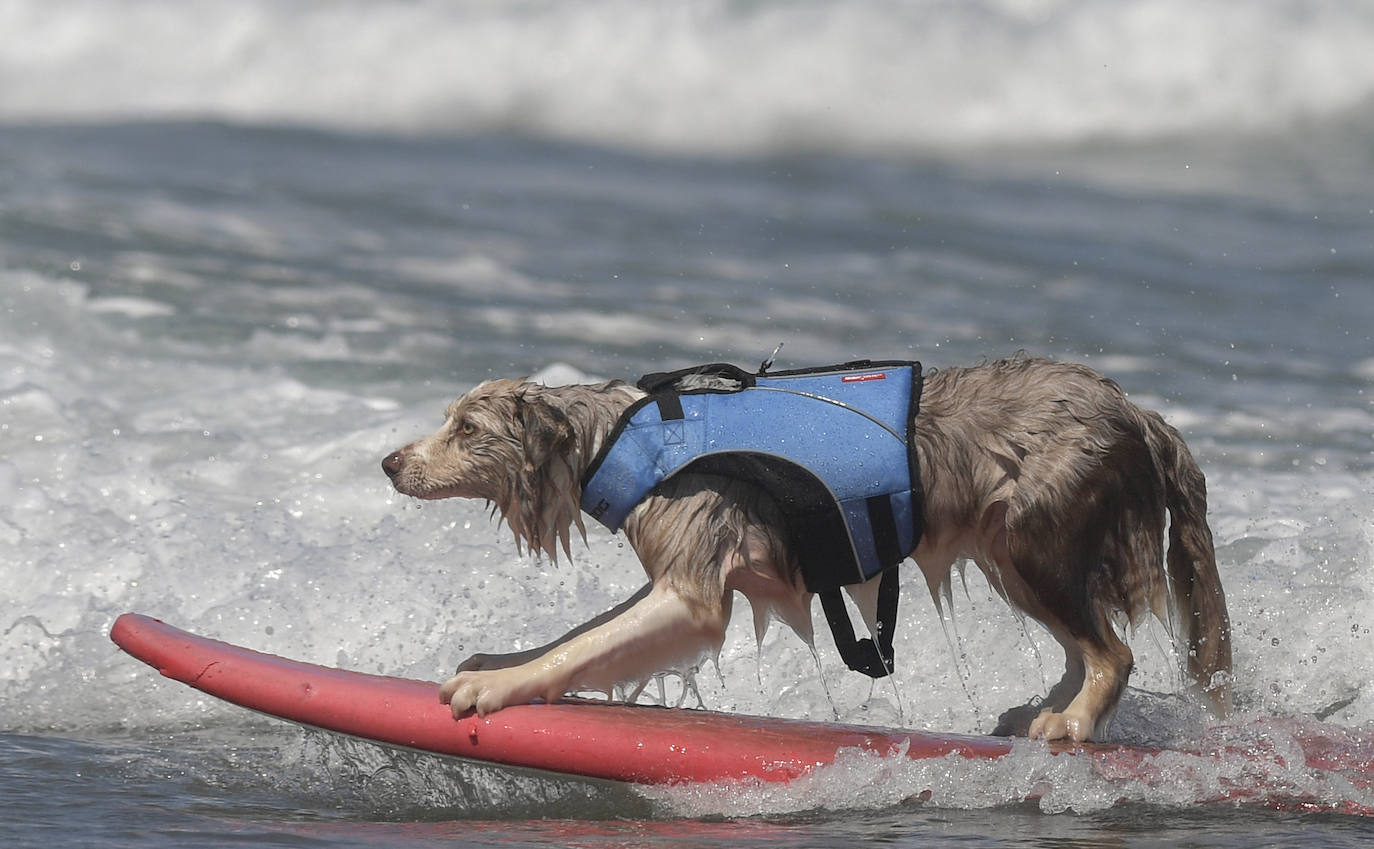 Campeonato de Surf para perros