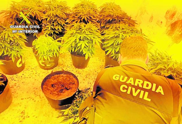 Desmantelan un invernadero clandestino de cannabis en Mazarrón