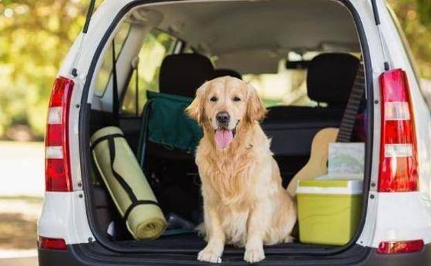 Los consejos de la DGT para evitar que tu perro vomite en el coche