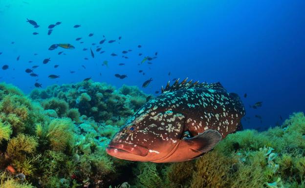 Más protección para las reservas marinas de Cabo de Palos y Cabo Tiñoso