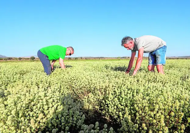 García Corbalán (i) and Antonio José Pérez supervise a marjoram crop, in full harvest. 