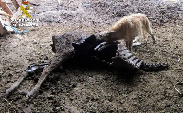 A dog devours the remains of another dead animal.