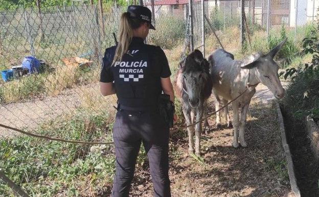 Rescatados dos burros que deambulaban en libertad por La Ñora