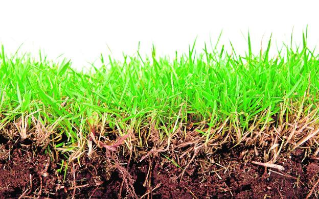 Lo que nos dice la biodiversidad del terreno que habita