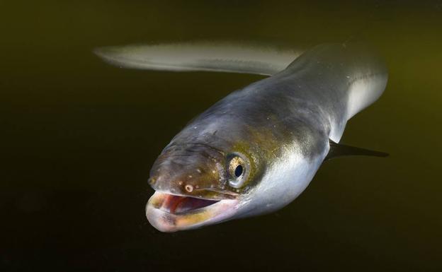 Las anguilas piden un respiro