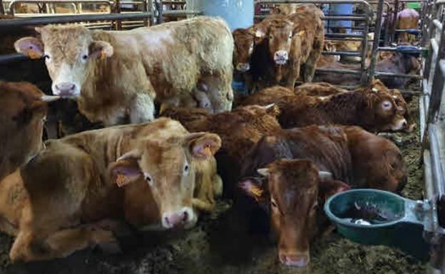 La Comunidad crea un grupo operativo específico para gestionar la crisis comercial con Argelia