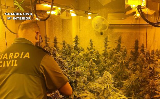 Desmantelado un punto de cultivo de marihuana con 125 plantas en Fortuna