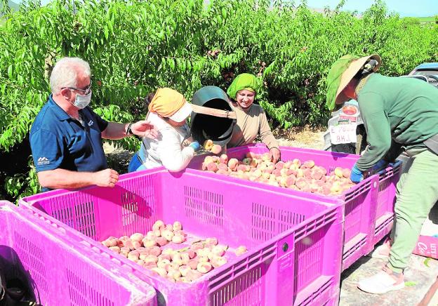 La Región de Murcia es la mayor zona productora de melocotón paraguayo del continente