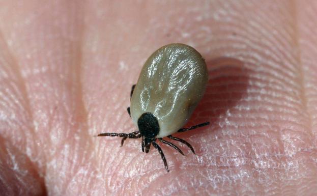 Todo lo que no debes hacer si te pica una garrapata