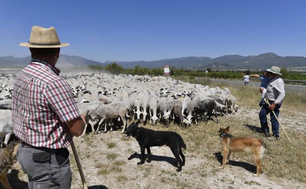 A flock of 1,500 Antonio García 'Calares' mountain sheep moves towards Calasparra pastures next to the fence that usurps part of the Cordel de Cehegín. 
