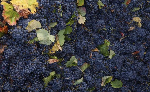 La añada 2021 de los vinos de la DO de Jumilla logra la calificación de excelente