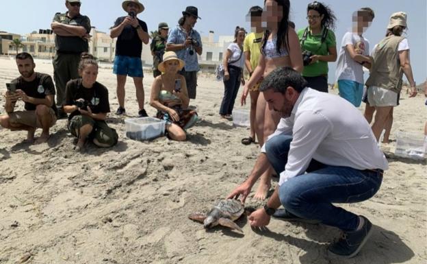 Una docena de tortugas boba vuelven al mar en La Manga tras ser tratadas para aumentar su supervivencia