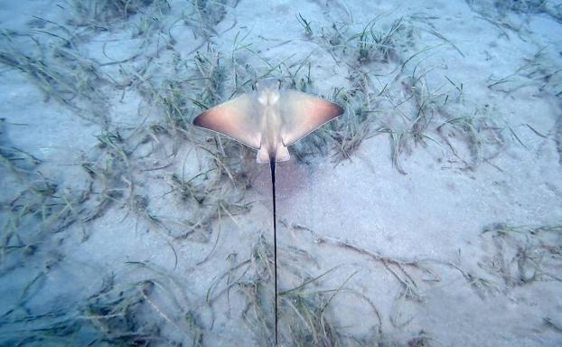 Oasis y vertederos en el Mar de Alborán