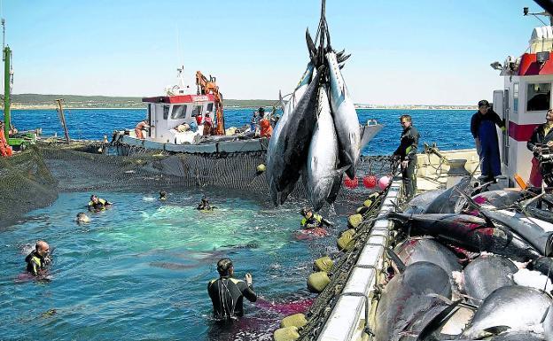 Los barcos atuneros de Águilas paralizan la pesca hasta final de año para «conseguir mejores precios»