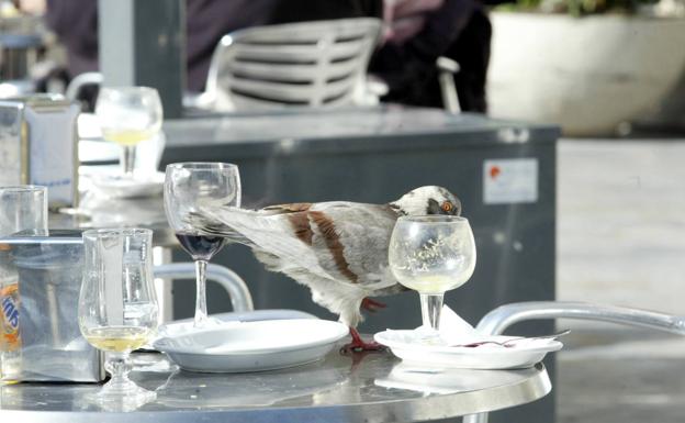 Trucos caseros para evitar que las palomas manchen de excrementos tu terraza