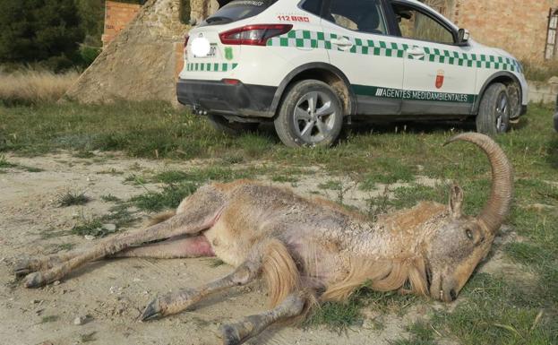 La sarna acecha al arruí en Sierra Espuña