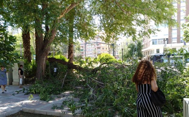 Una rama se desprende de un árbol junto a la Plaza Circular de Murcia