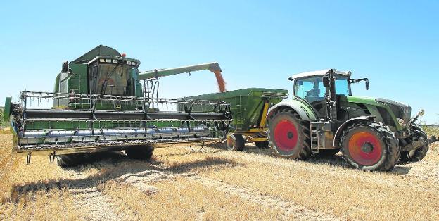 El secano murciano dispara en un 37,6% su producción de cereales