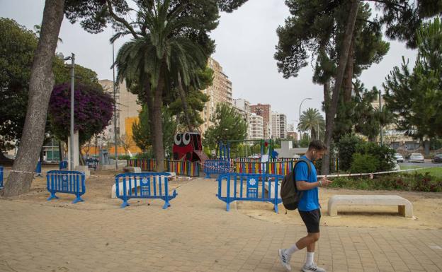Plantaciones de arbustos bajo los ficus evitarán accidentes por caídas de ramas en Cartagena