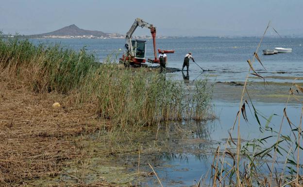 Veto ambiental a la eliminación de cañas en Mar de Cristal en Cartagena