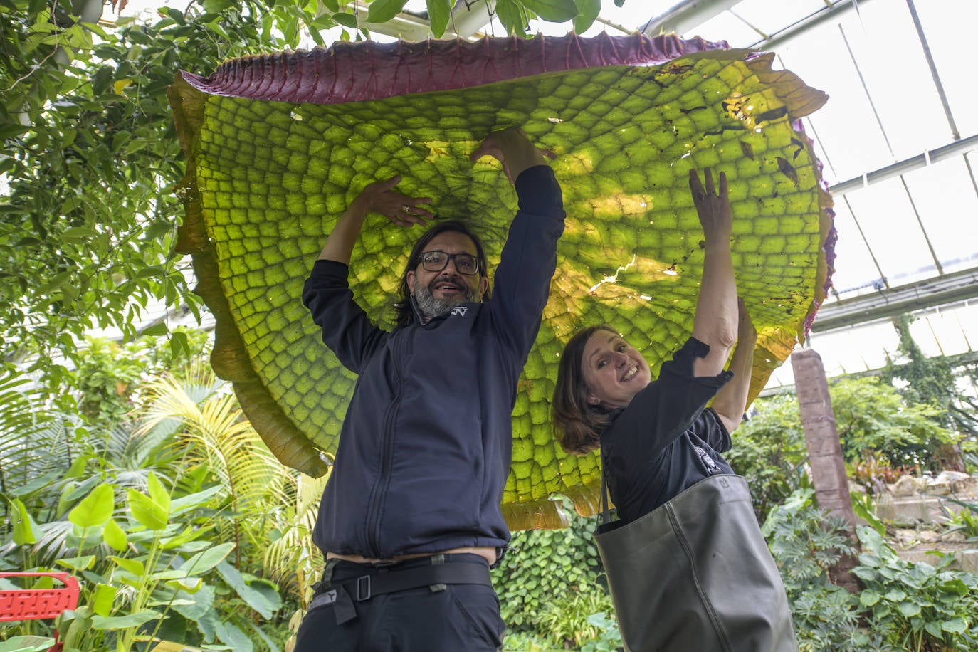 Descubren el nenúfar gigante más grande del mundo