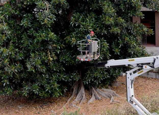 El ficus de Santo Domingo en Murcia está «muerto al 90% y en proceso de degeneración»