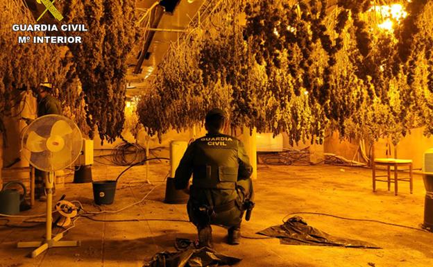 Cae un grupo delictivo dedicado al cultivo de marihuana en Fortuna