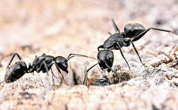 Specimens of the ant species 'Camponotus vagus'.