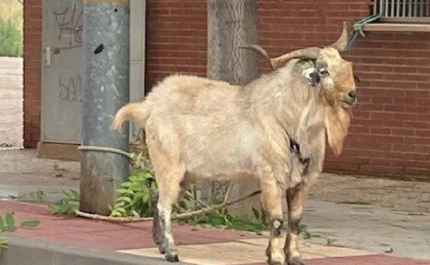 Encuentran un macho cabrío atado a una farola en la pedanía murciana de La Alberca