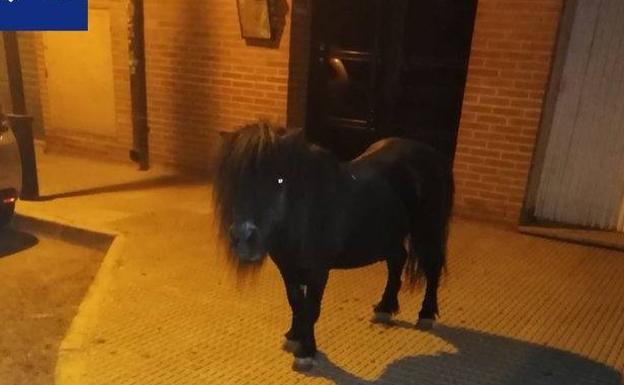 Localizan un poni que deambulaba por la pedanía murciana de La Alberca
