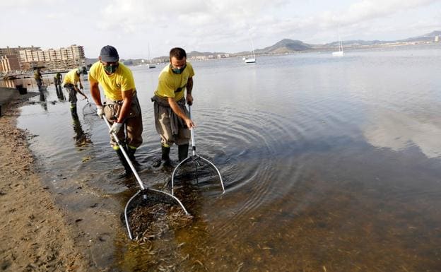 Removal of dead fish in the Mar Menor, in August 2021.