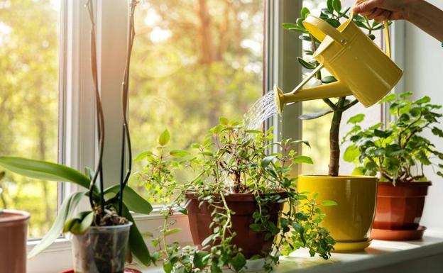 El truco de TikTok para regar las plantas cuando te vas de vacaciones