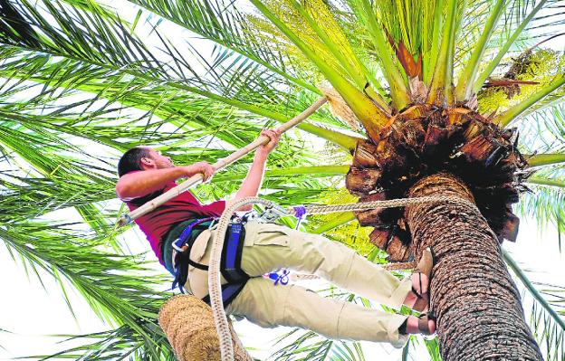 Elche, la ciudad de la dama