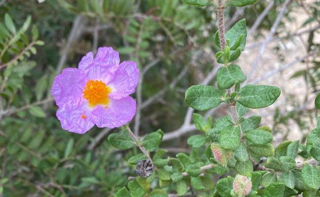 Hallan en Cabrera una población desconocida de jara de Cartagena